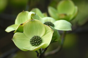 green flowers