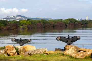 Vulture with open wings in Guaiba lake