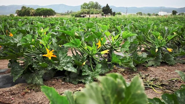Rows of harvest of zucchini on the farm field 