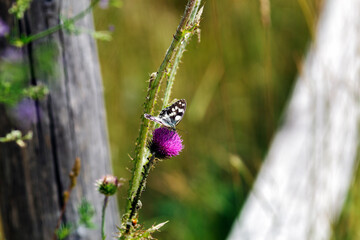 a Melanargia galathea