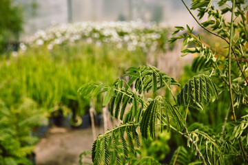 Greenhouse - Growing farm - Flowers