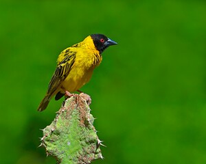 An adult male Black-headed Weaver perches on a cactus - Kenya, Africa 