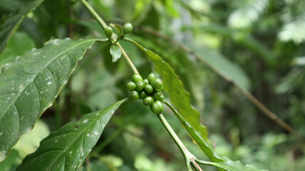 Clusters of young coffee beans with leaves on the branch in the Sri Lankan coffee plantation