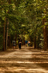 footpath in the woods