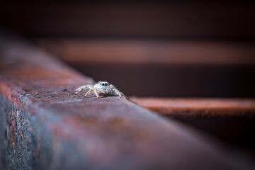jumping spider. A spider walks on a rusty iron beam. jumping spiders can find in forests home gardens. High quality photo