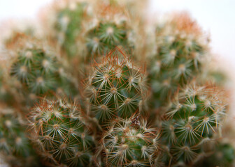 cactus close up