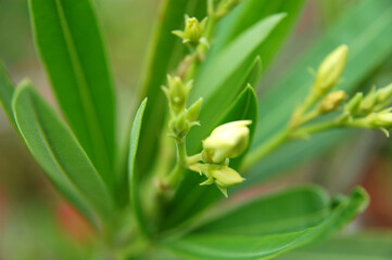spring snowdrops in the garden