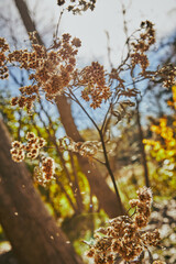 Fall in the Woods