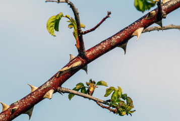 Branch of a spontaneous plant