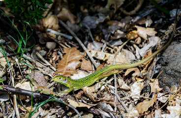 A still green lizard