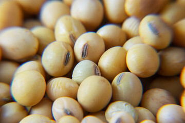 Soybeans - harvest in the state of Mato Grosso do Sul