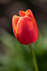 Fototapeta premium Red and Yellow Tulip