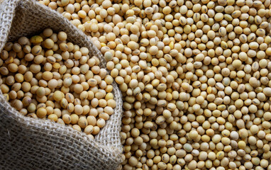 Soybeans - harvest in the state of Mato Grosso do Sul