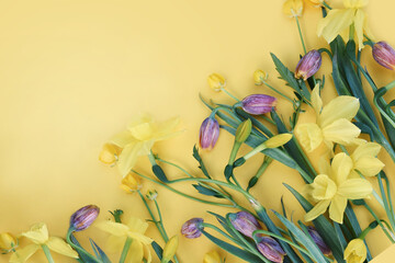 Spring blossoming daffodils and tulip flowers on light yellow background, pastel and soft springtime floral card	