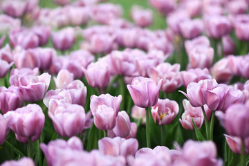 Spring blossoming tulips in garden, springtime bright flowers in the field, pastel and soft floral card, selective focus, shallow DOF, toned	