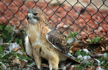 Red-tailed hawk - Reelfoot Lake State Park, Tennessee