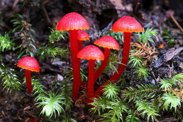 Red fungi or toadstools on rainforest floor