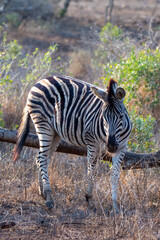 Fototapeta na wymiar Young Zebra stallion [equus quagga] next to fallen dead branch in Africa