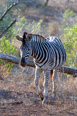 Young Zebra stallion [equus quagga] next to fallen dead branch in Africa