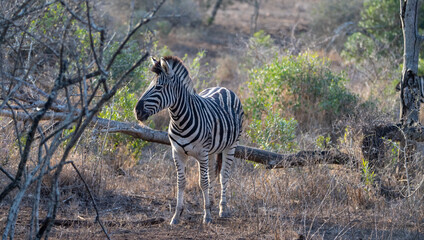 Young Zebra stallion [equus quagga] next to fallen dead branch in Africa