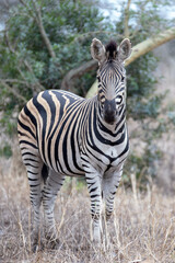 Fototapeta na wymiar Young Zebra stallion [equus quagga] next to fallen dead branch in Africa
