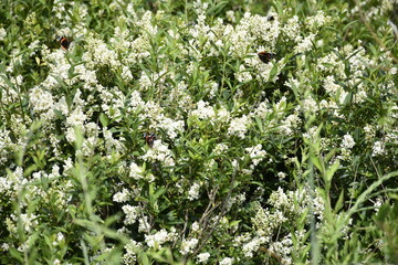 Dutch (Zeeland) beach area full of floral variation.