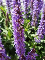 Purple Salvia