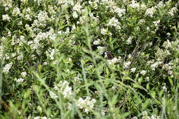 Dutch (Zeeland) beach area full of floral variation.