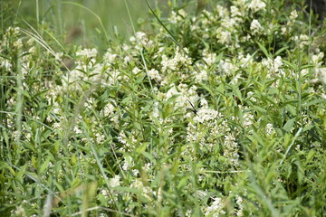 Dutch (Zeeland) beach area full of floral variation.