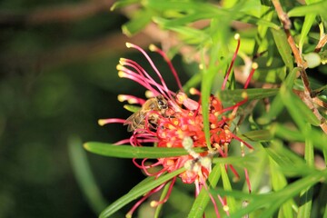 Western Honey Bee (Apis mellifera) collecting nectar from Grevillea flower, South Australia