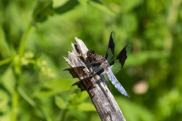 common whitetail or long-tailed skimmer (Plathemis lydia)