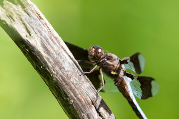 common whitetail or long-tailed skimmer (Plathemis lydia)