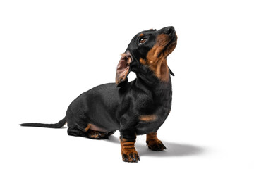 Funny patient dachshund puppy sits with head up and looks at something or at owner in anticipation of feeding, playing or walking, isolated on white background.