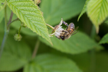 honey bee (also spelled honeybee)