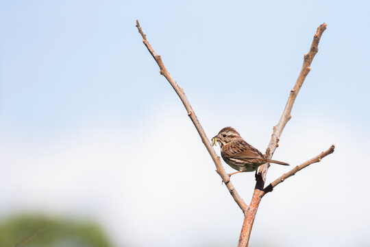 song sparrow (Melospiza melodia) with food for babies