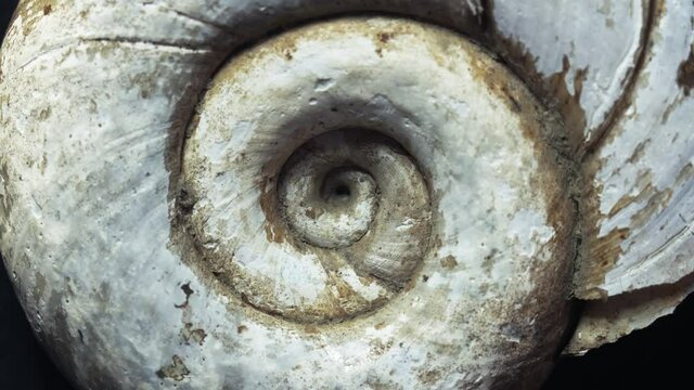 Spinning snail gastropod shell macro