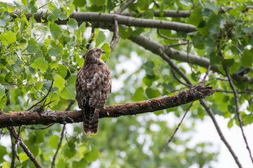  red-shouldered hawk (Buteo lineatus) at nest