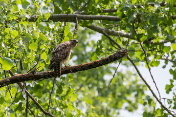  red-shouldered hawk (Buteo lineatus) at nest