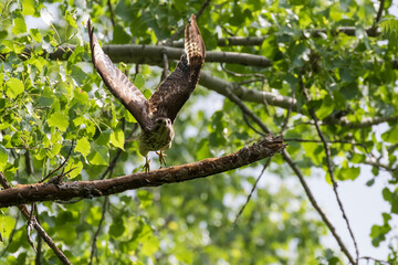  red-shouldered hawk (Buteo lineatus) at nest