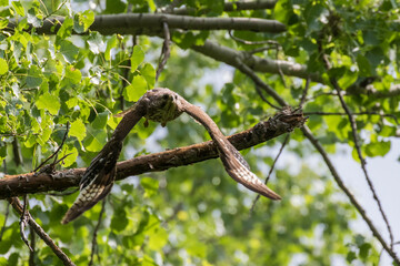  red-shouldered hawk (Buteo lineatus) at nest