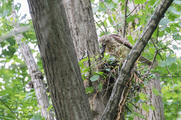 red-shouldered hawk (Buteo lineatus) at nest