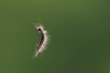 Lymantria dispar, the gypsy moth caterpillar in the air