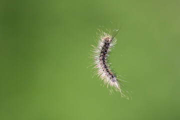 Lymantria dispar, the gypsy moth caterpillar in the air