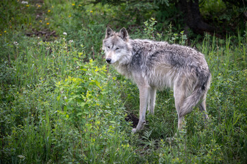 Naklejka na ściany i meble Wolf dog at the Yamnuska Sanctuary In Aberta.