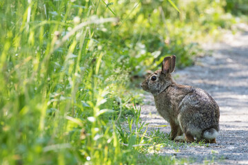 The eastern cottontail (Sylvilagus floridanus)