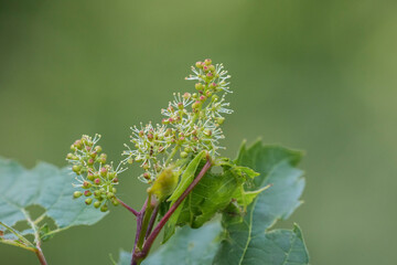 The grape flower in early spring