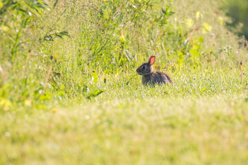 The eastern cottontail (Sylvilagus floridanus)