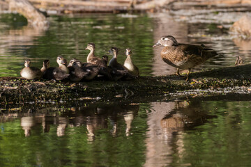 wood duck or Carolina duck (Aix sponsa) with babies