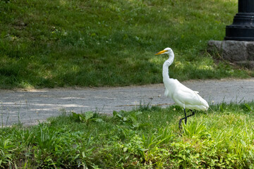 white heron in the grass