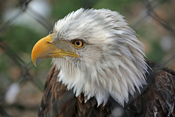 Bald eagle head - Reelfoot Lake State Park, Tennessee